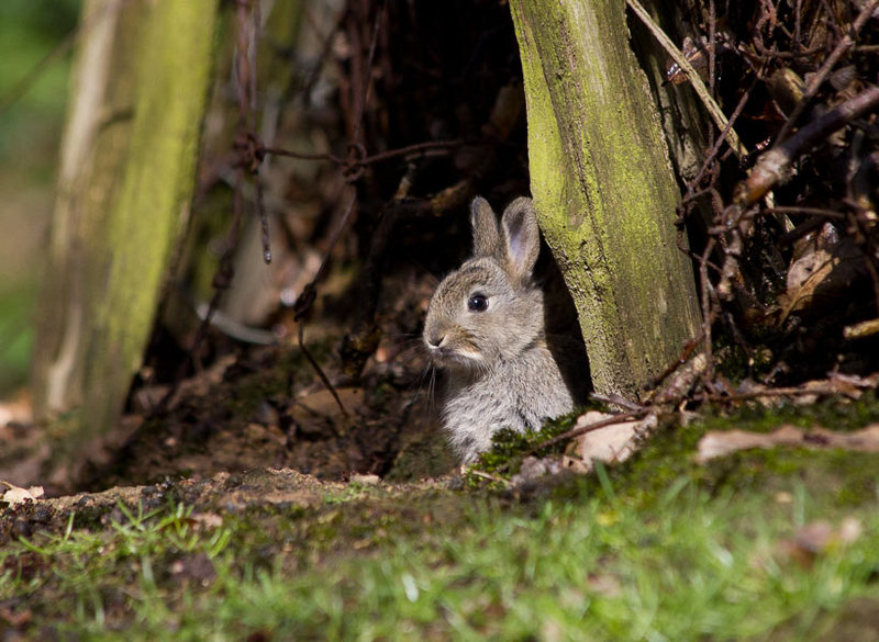 Baby rabbit