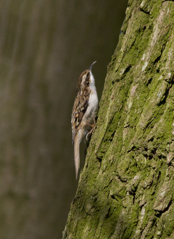 Tree Creeper