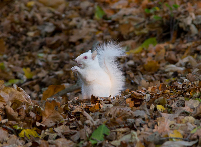 White squirrel 