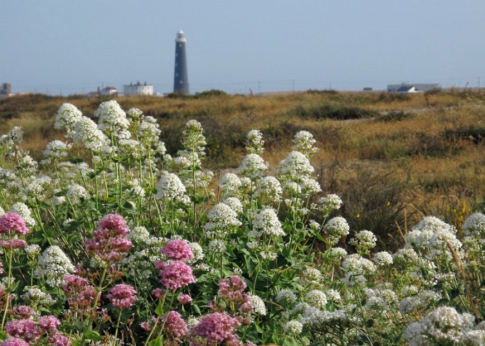 Dungeness beach