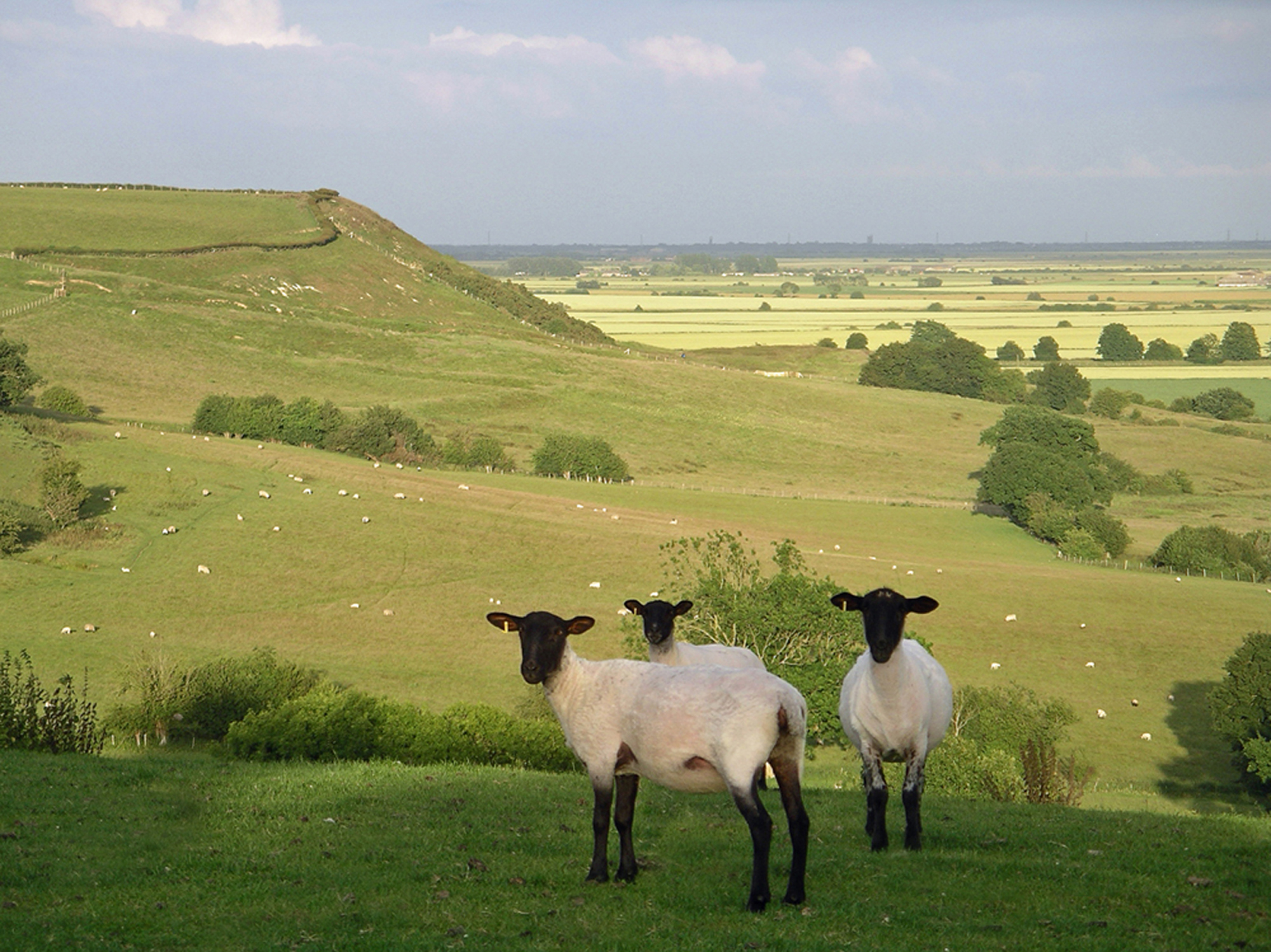 Sheep and lambs at Great Pawls Farm looking very sweet on a lovely sunny day.