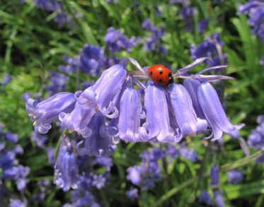 close up image with Ladybird