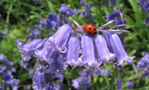 close up image with Ladybird