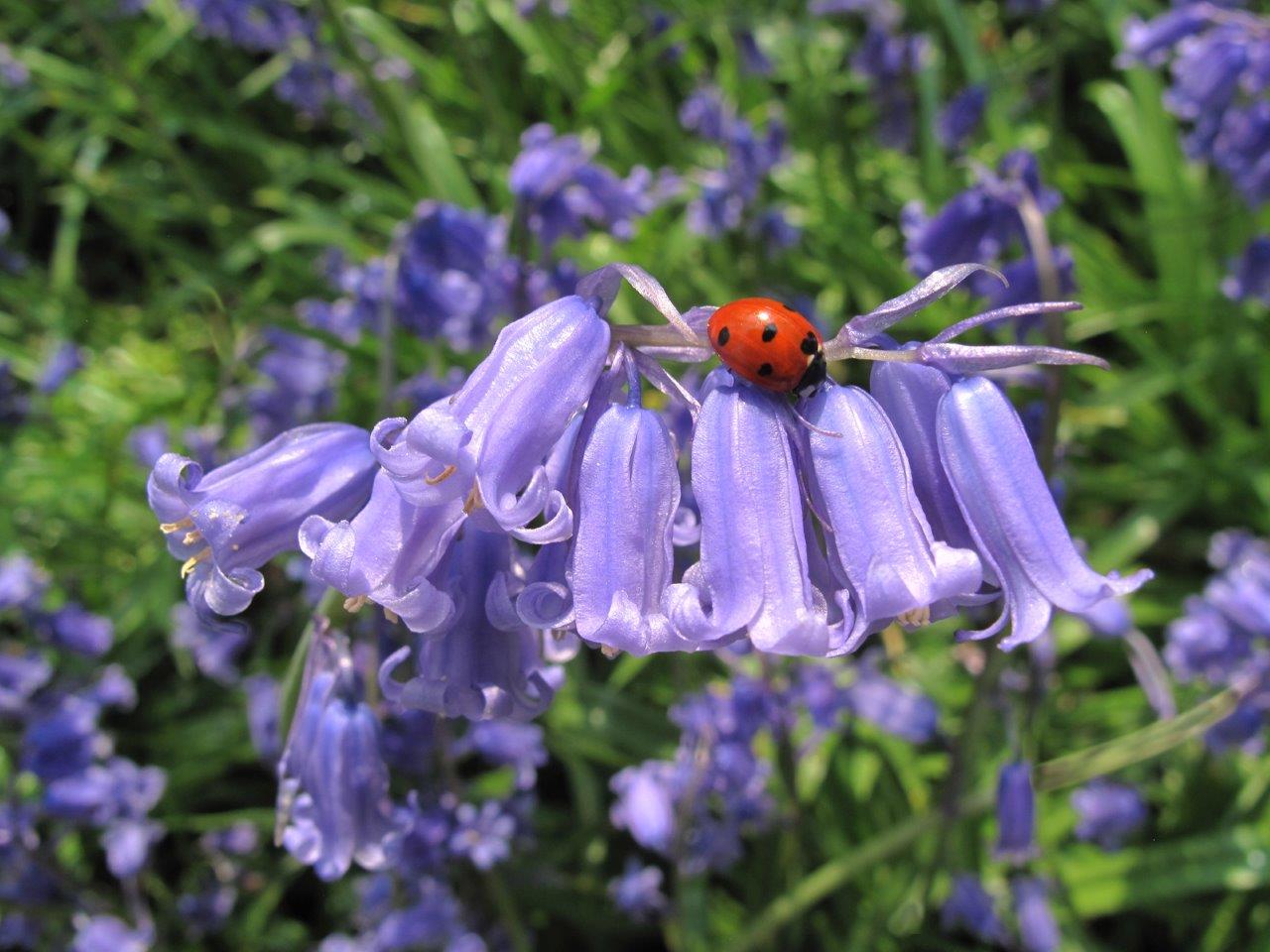 close up image with Ladybird