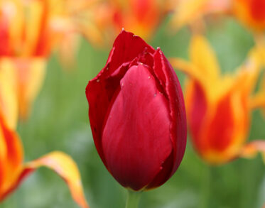 Stunning tulip