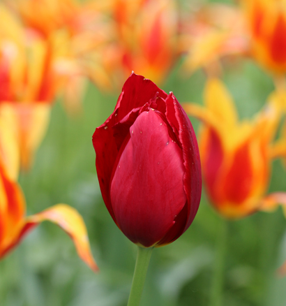 Stunning tulip