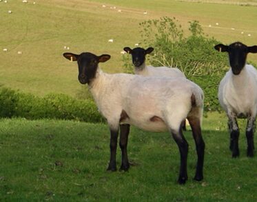 A view from Great Prawls Farm. Sweet sheep with black faces in the green hills.