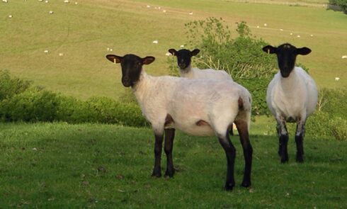 A view from Great Prawls Farm. Sweet sheep with black faces in the green hills.