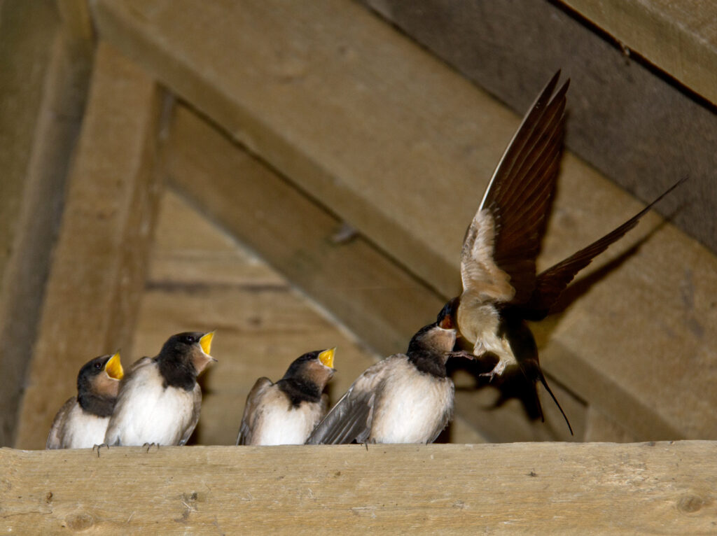 swallows nesting