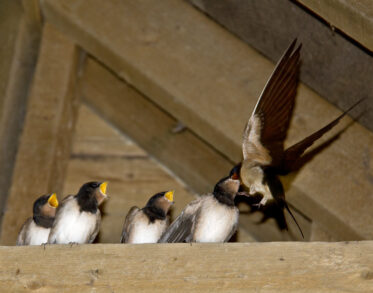 swallows nesting