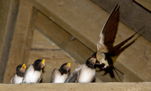 swallows nesting