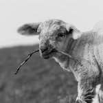 lamb chewing a twig