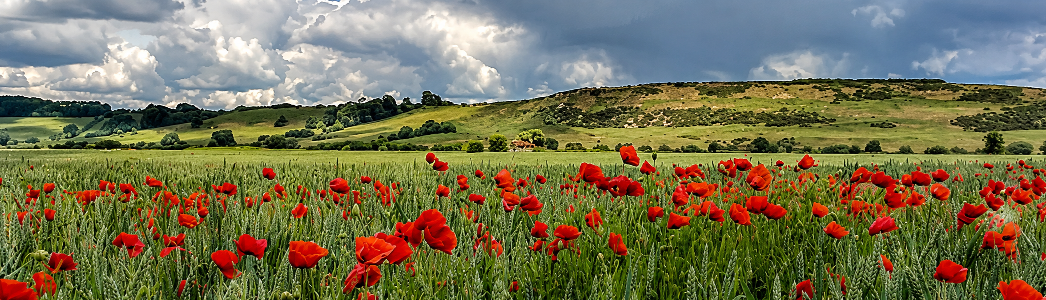 Poppies in field at Prawls Farm.
